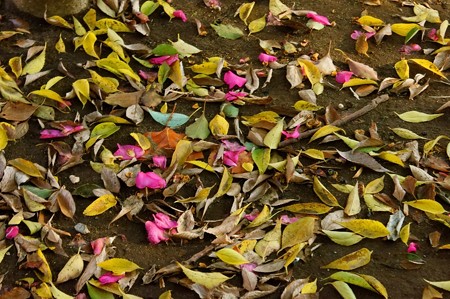 上野公園 山茶花と落葉
