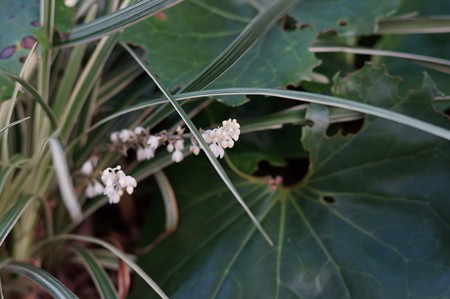 白花藪蘭（シロバナヤブラン）