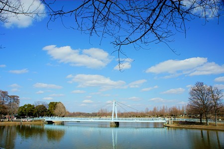 桜堤から水元大橋