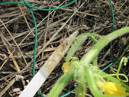 氷川町で農業 いろこい菜の種取り おいしい野菜の作り方