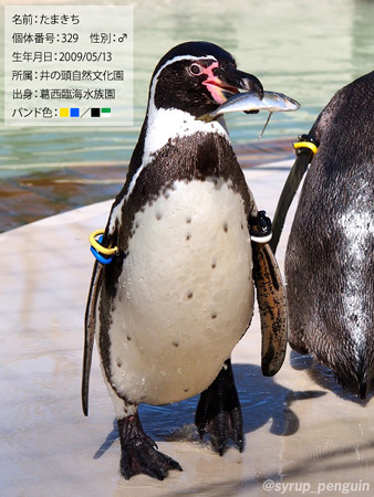20150214 葛西 たまきち ブロマイド