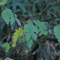 Photos: ホナガクマヤナギ　Berchemia longiracemosa