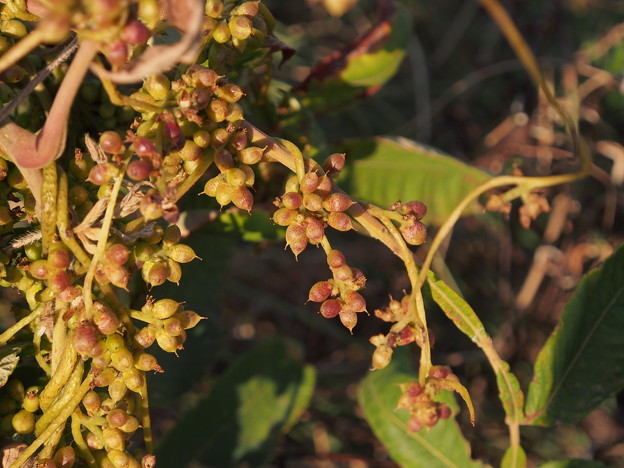 ネナシカズラ　Cuscuta japonica