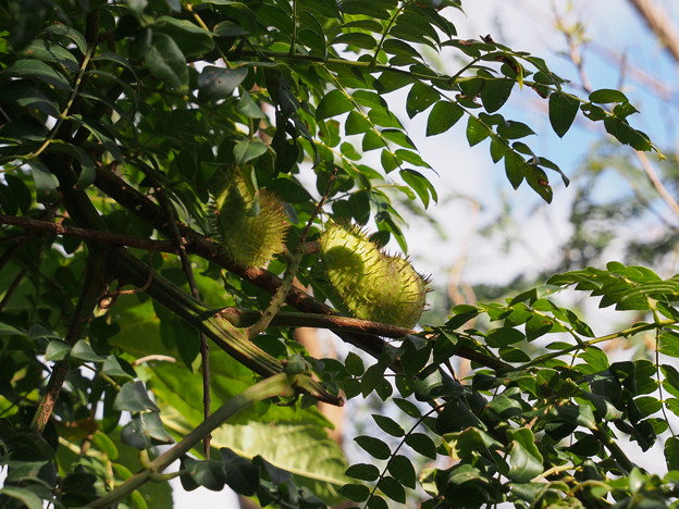シロツブ　Caesalpinia bonduc