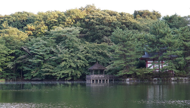 石神井公園5