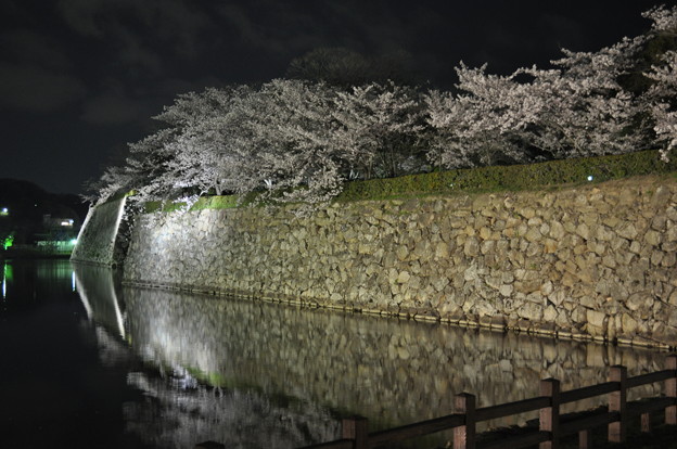 Photos: 外堀に映る桜