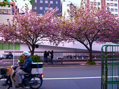 銀座桜通りで桜を撮影する女性2人
