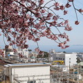 あたみ桜と初島