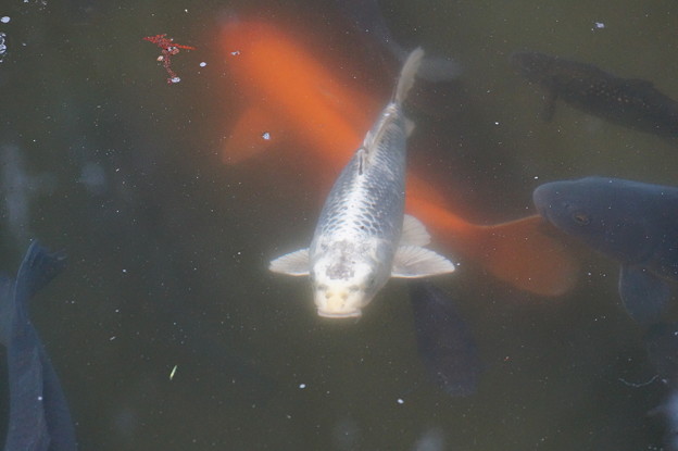 人面魚？