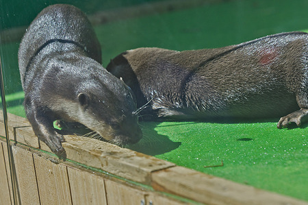 tokyowildlife110924091