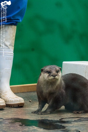 tokyowildlife140920118