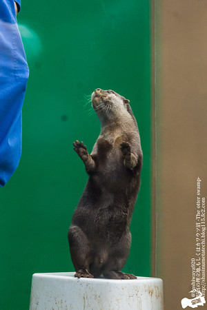 tokyowildlife140920120