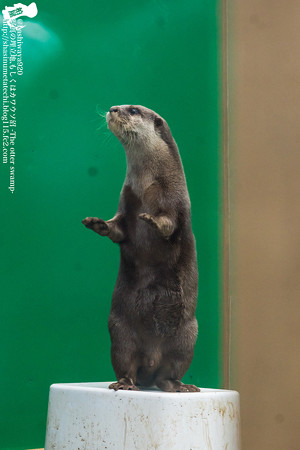 tokyowildlife140920122