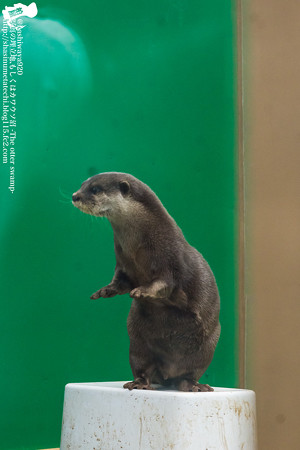 tokyowildlife140920124