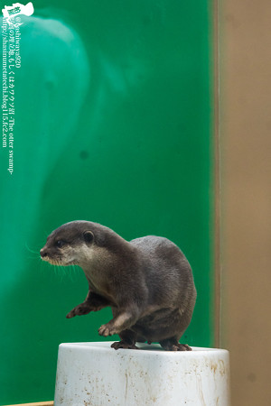 tokyowildlife140920125