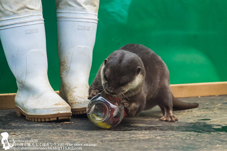 tokyowildlife140920134