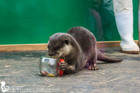 tokyowildlife140920142