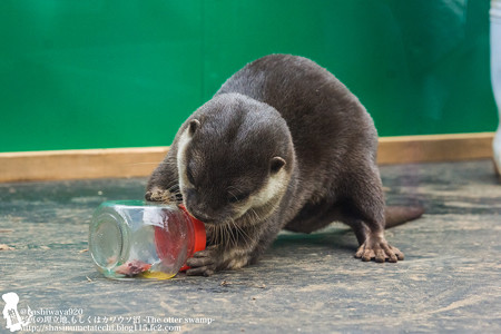 tokyowildlife140920144