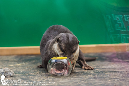 tokyowildlife140920149