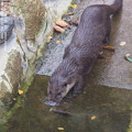 toyamafamipa141012137