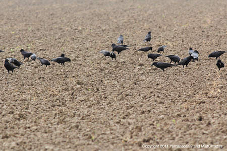 crow