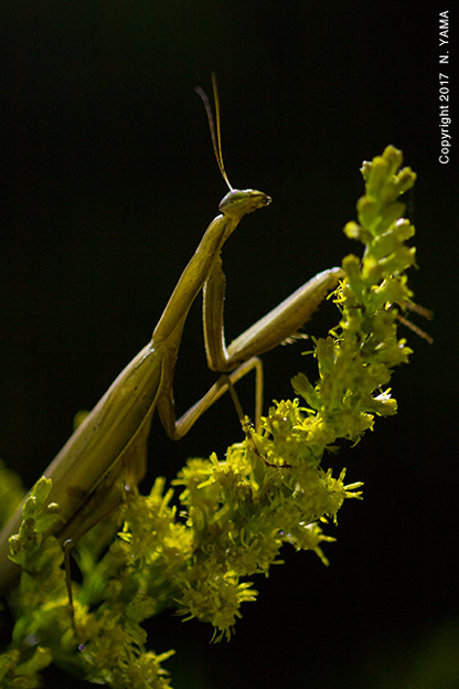 ウスバカマキリ