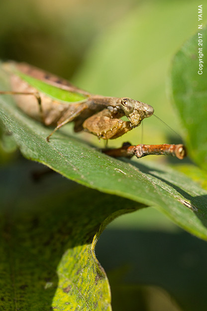 ヒメカマキリ