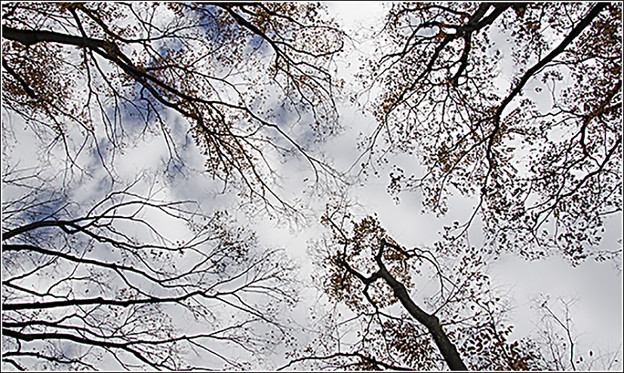 欅並木の空