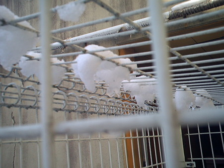 雪の動物園…