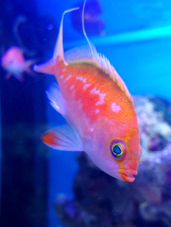 淡島水族館のサクラダイ♂