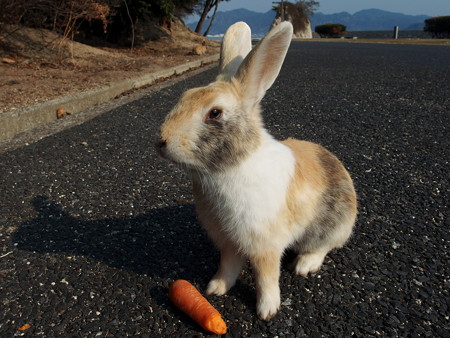 大久野島の兎