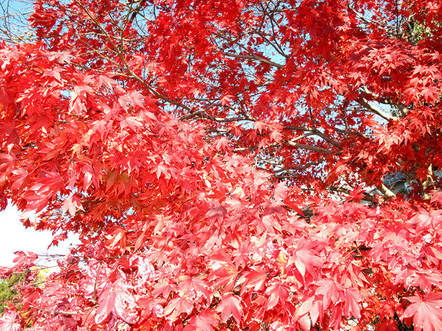 IMG_8777 もみじは終わりかけ 写真: IMG_8777 もみじは終わりかけ