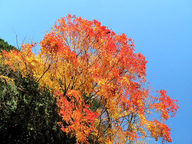IMG_8779 紅葉 写真: IMG_8779 紅葉
