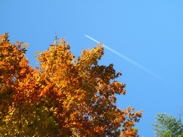 IMG_8785 紅葉と秋空と飛行機雲 写真: IMG_8785 紅葉と秋空と飛行機雲