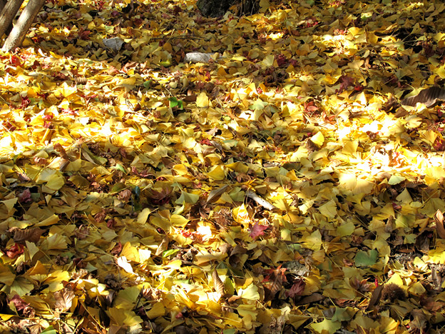 IMG_8787 紅葉 写真: IMG_8787 紅葉
