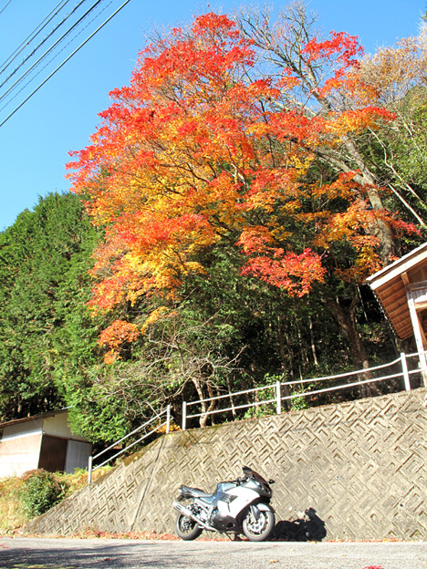 IMG_8792 紅葉と 写真: IMG_8792 紅葉と