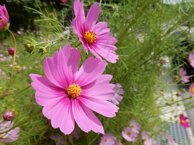 2秋桜 写真: 2秋桜