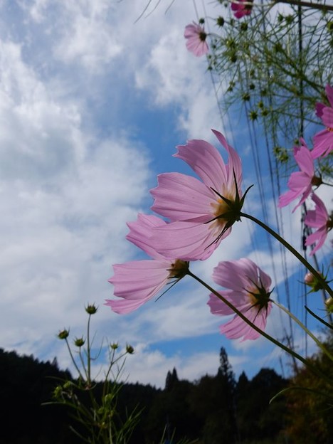 3秋桜秋空 写真: 3秋桜秋空
