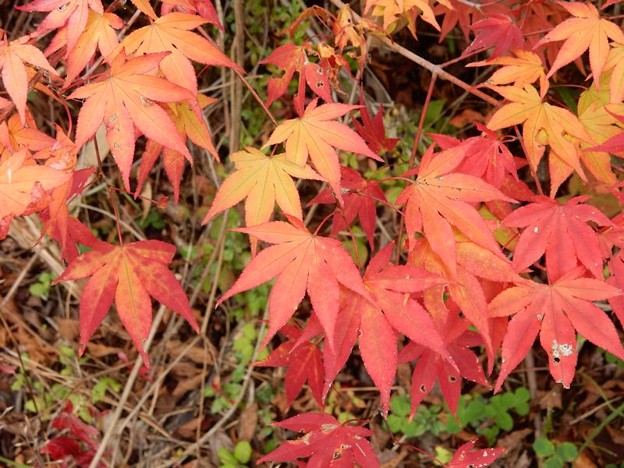 4 なかなか 写真: 4 なかなか