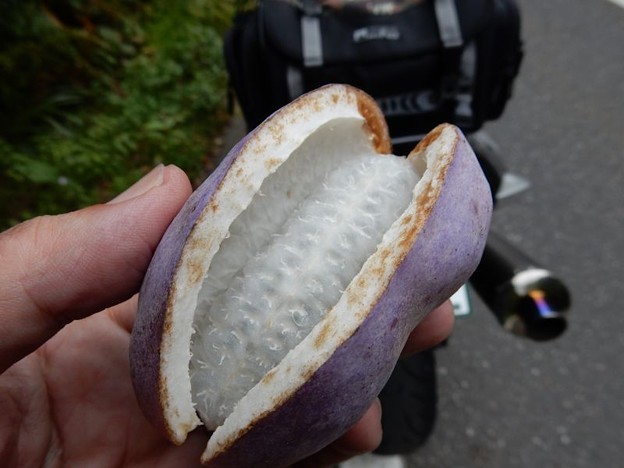 6 完熟 写真: 6 完熟