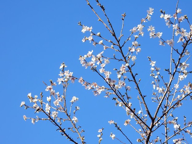 四季桜 写真: 四季桜