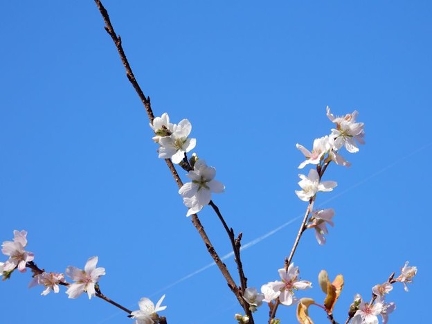 四季桜 (2) 写真: 四季桜 (2)