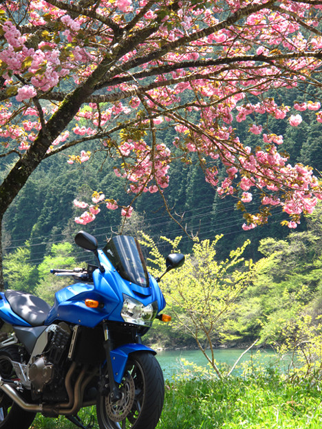 八重桜とZ750S