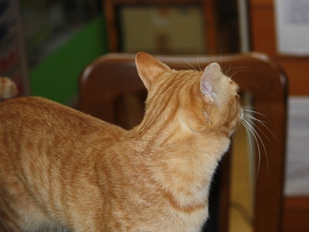 2008N1125̒g̃{N(S)