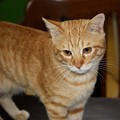 Photos: 2008年11月25日の茶トラのボクちん(４歳)