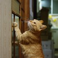 Photos: 2008年11月25日の茶トラのボクちん(４歳)
