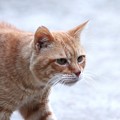 Photos: 2011年11月25日の茶トラのボクちん(７歳)