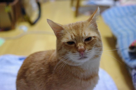 2009年12月10日の茶トラのボクちん(5歳)
