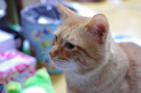 2009年12月10日の茶トラのボクちん(5歳)
