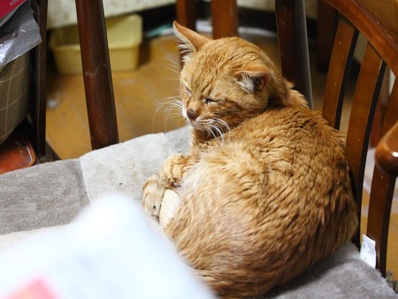 2012年01月03日の茶トラのボクちん(7歳)